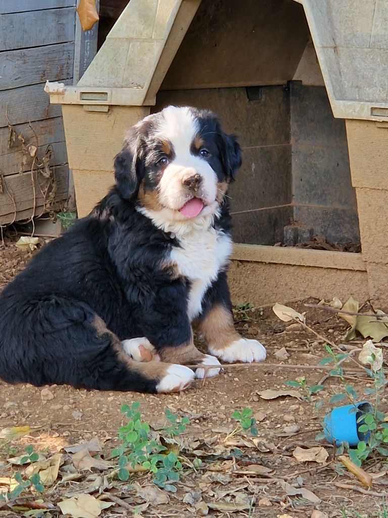 De La Coustille Ouest - Chiots disponibles - Bouvier Bernois