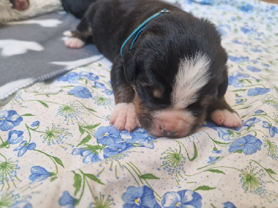 CHIOT bleu