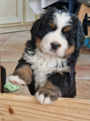 CHIOT 6