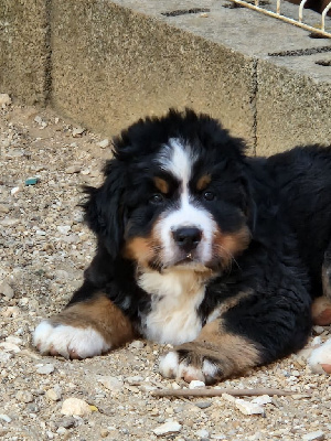 CHIOT marron