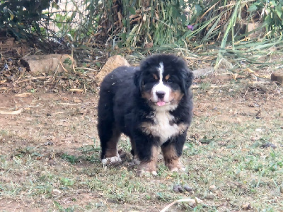 CHIOT rose