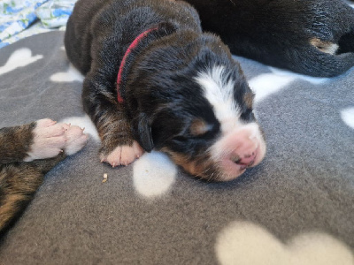 CHIOT rose