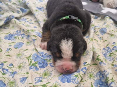 CHIOT vert