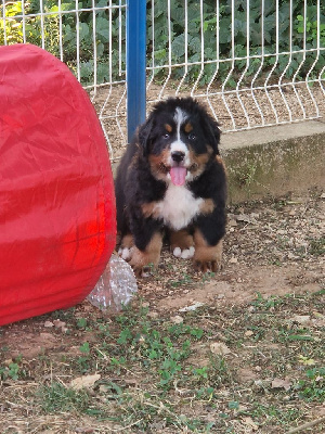 CHIOT violette