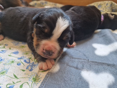 CHIOT marron