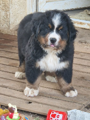 CHIOT bleu