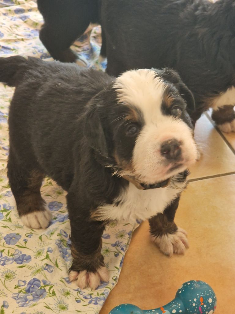 De La Coustille Ouest - Chiots disponibles - Bouvier Bernois