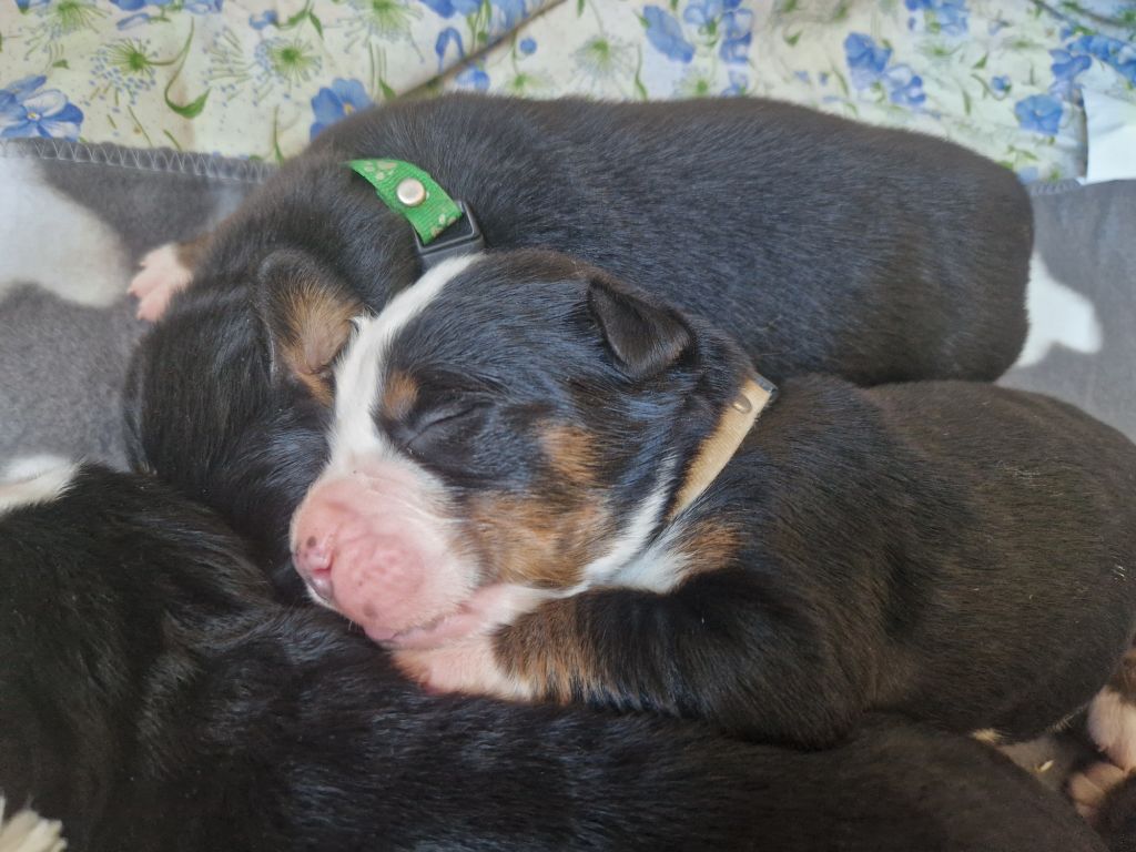 De La Coustille Ouest - Chiots disponibles - Bouvier Bernois