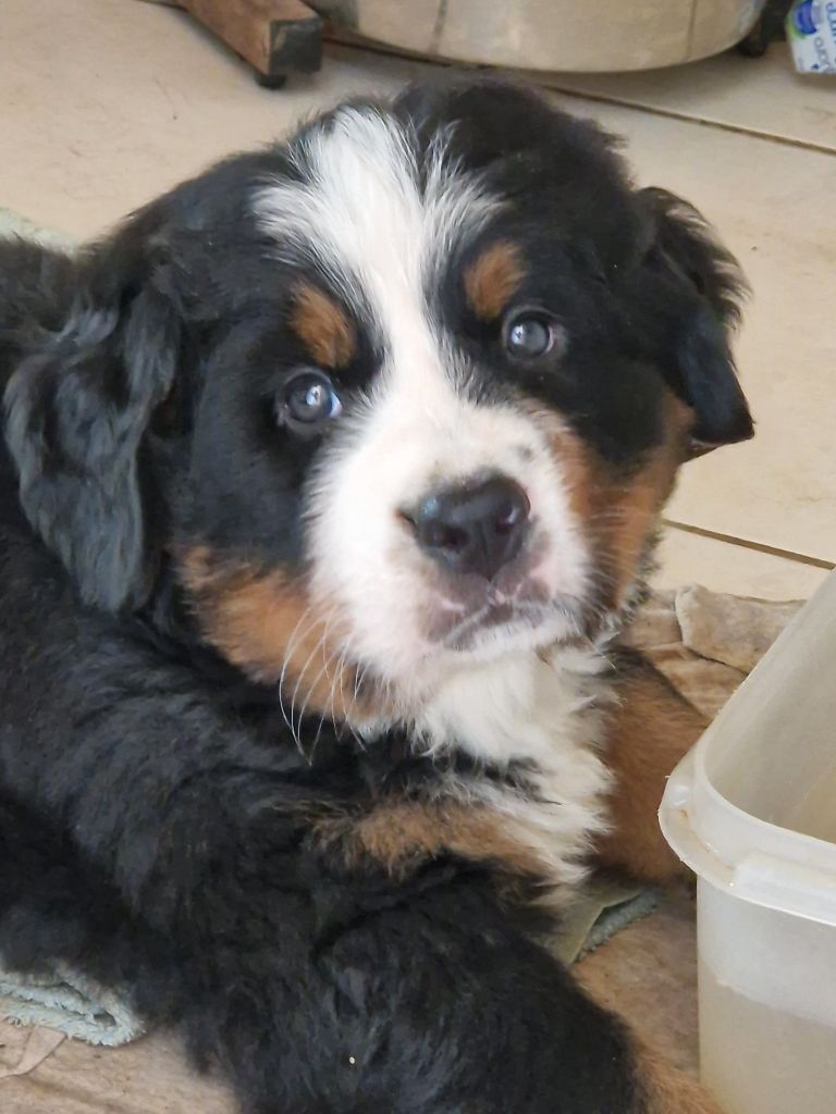 De La Coustille Ouest - Chiots disponibles - Bouvier Bernois