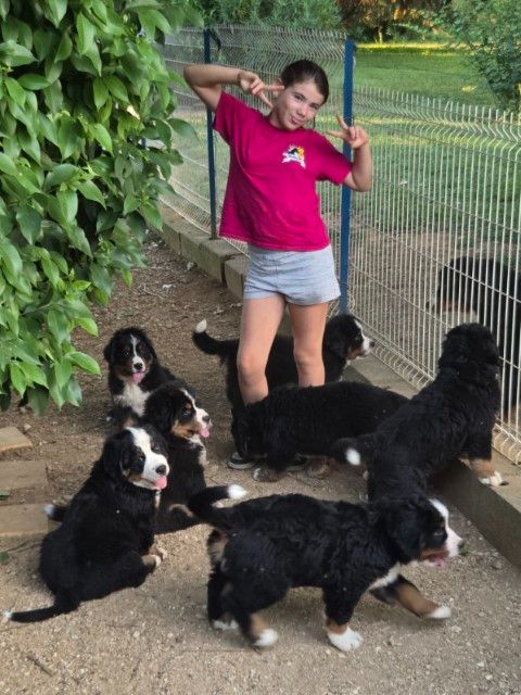 Chiot Bouvier Bernois De La Coustille Ouest