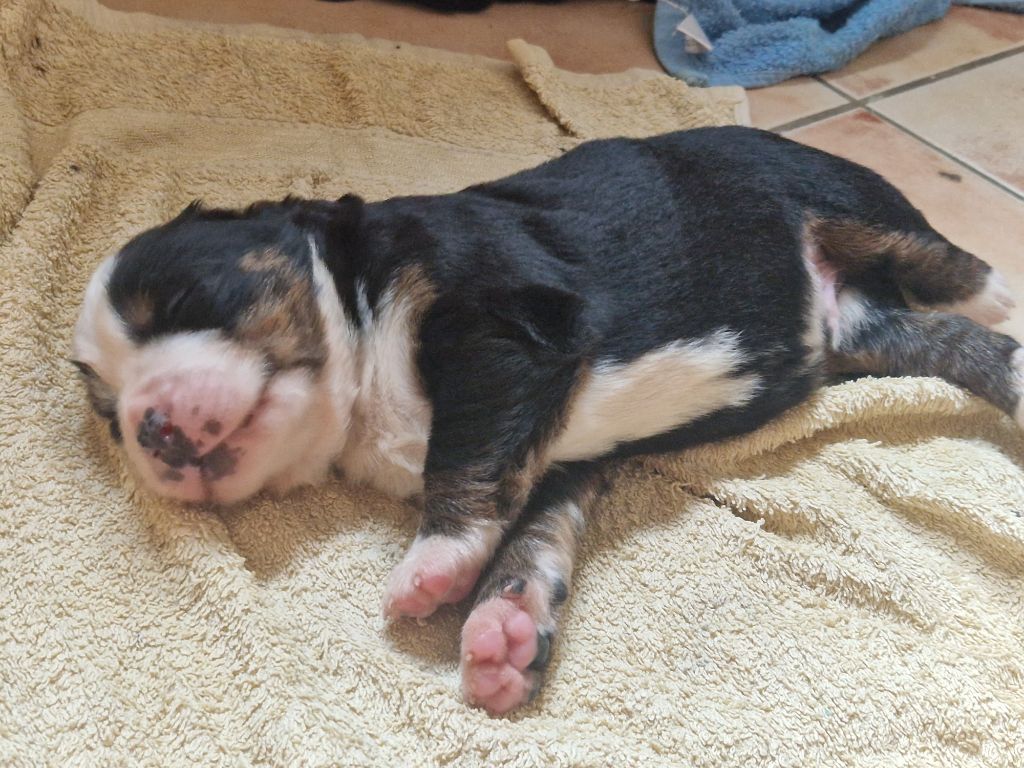 De La Coustille Ouest - Chiots disponibles - Bouvier Bernois