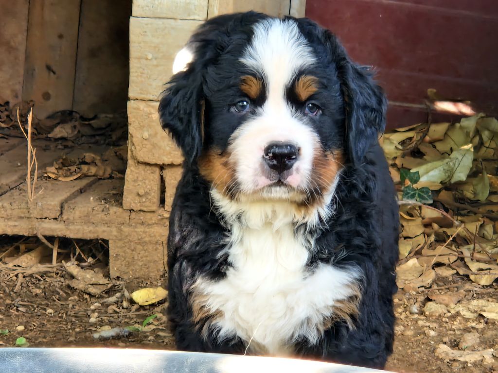 De La Coustille Ouest - Chiots disponibles - Bouvier Bernois