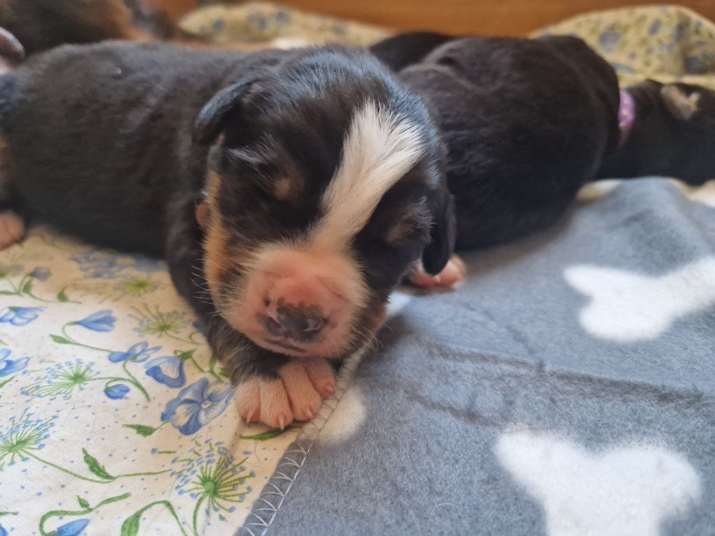 De La Coustille Ouest - Chiots disponibles - Bouvier Bernois