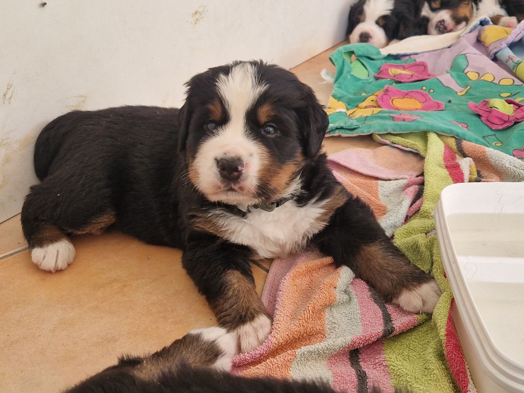 De La Coustille Ouest - Chiots disponibles - Bouvier Bernois
