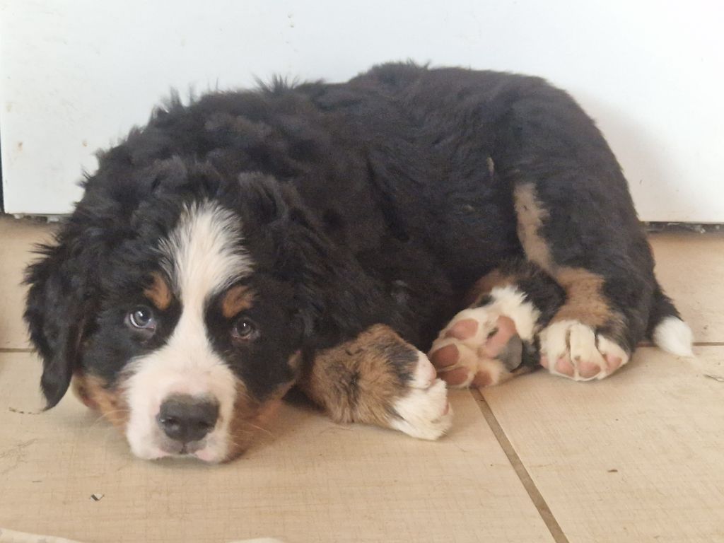 De La Coustille Ouest - Chiots disponibles - Bouvier Bernois