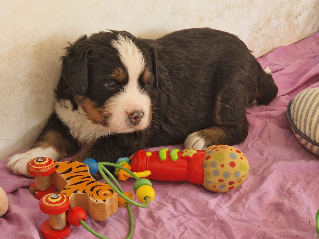 De La Coustille Ouest - Chiots disponibles - Bouvier Bernois