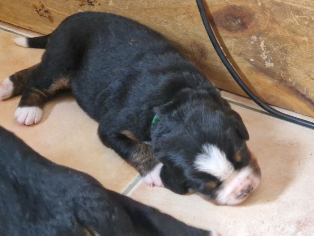 De La Coustille Ouest - Chiots disponibles - Bouvier Bernois